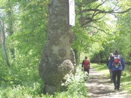 Image on trail