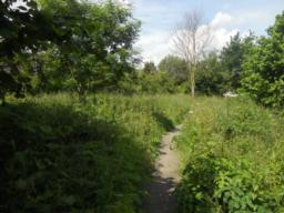 Image on trail