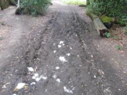 Image on trail