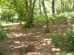 Image on trail