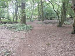 Image on trail