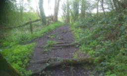 Image on trail
