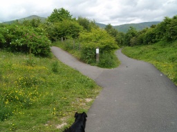 Image on trail