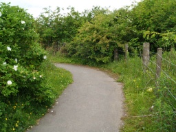 Image on trail