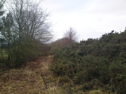 Image on trail