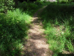 Image on trail