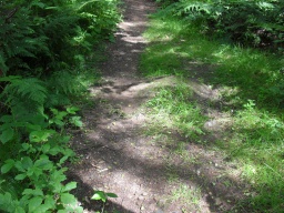 Image on trail