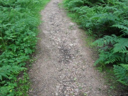 Image on trail