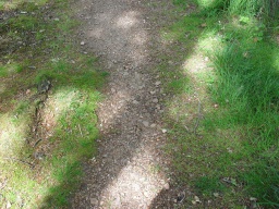 Image on trail