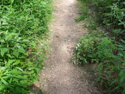 Image on trail