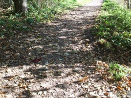 Image on trail