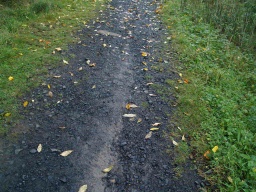 Image on trail