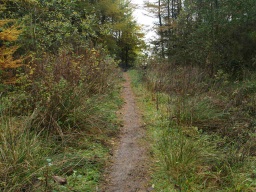 Image on trail